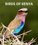 Birds of Kenya