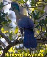 Birds of Rwanda