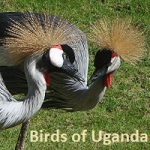 Birds of Uganda